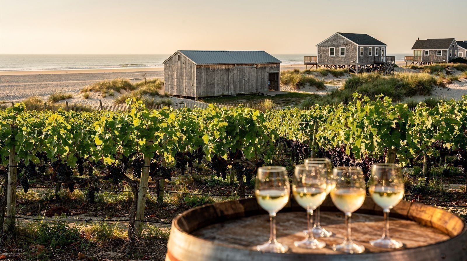 Long Island Wine Tours