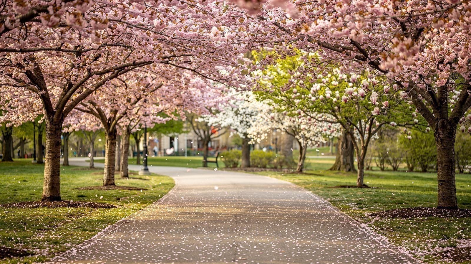 New York City Cherry Blossoms: A Spring Guide